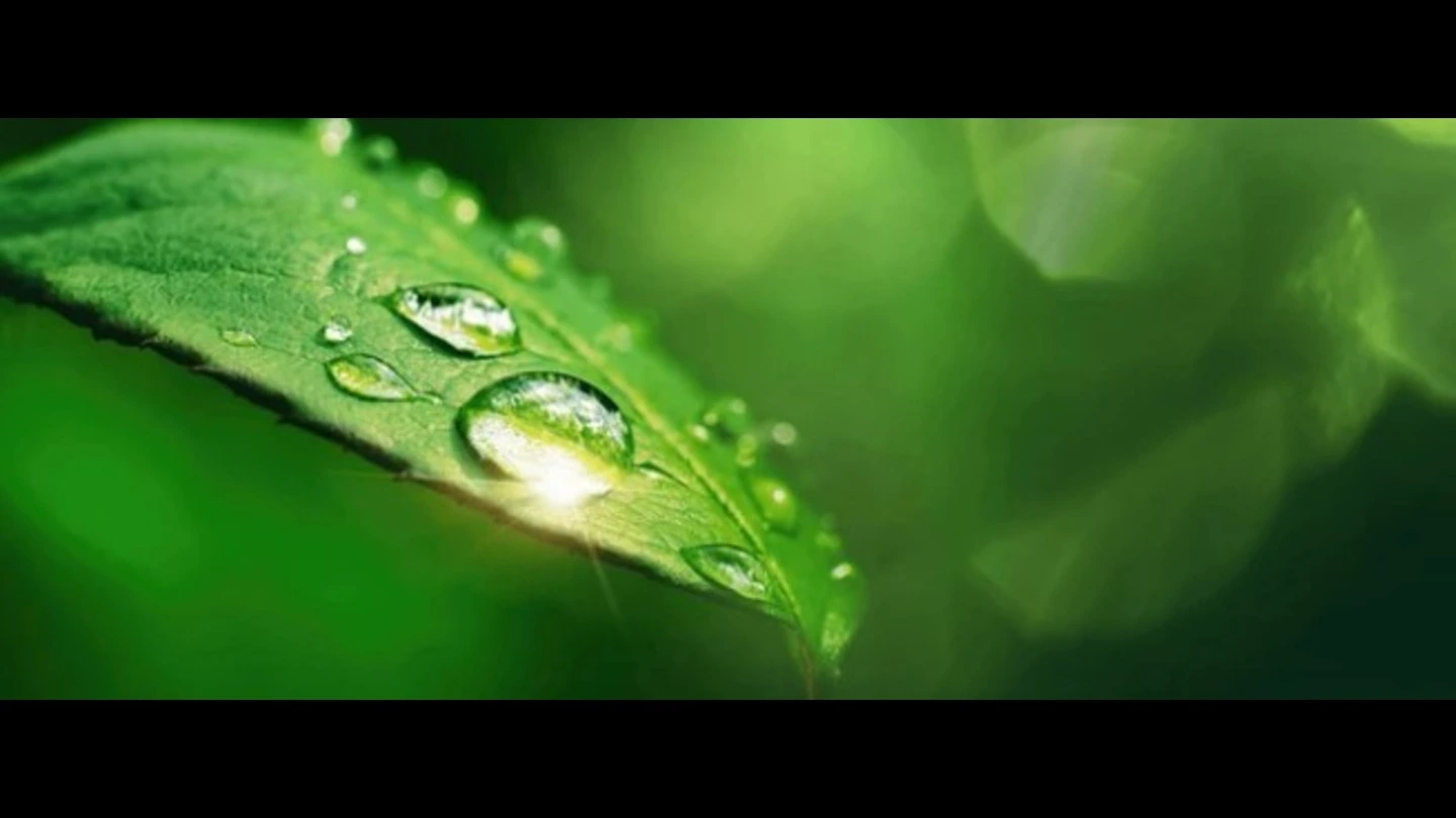 Water droplets resting on a fresh green leaf, evoking natural purity and freshness