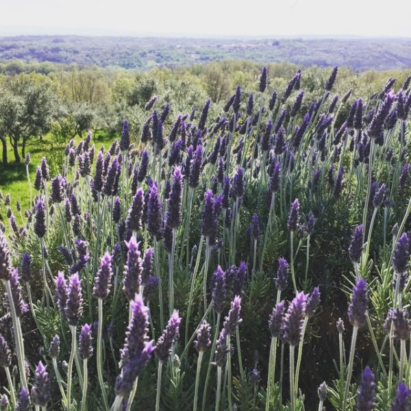 Lavender field