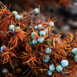 Juniper berries