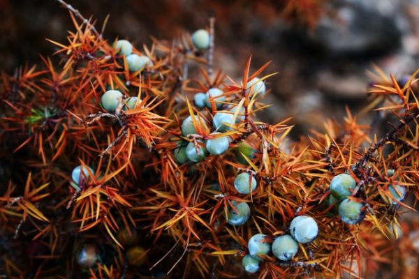 Juniper berries